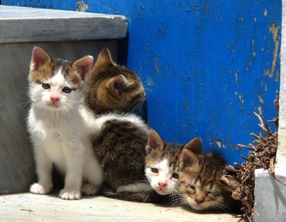 A bunch of kittens in Arnados village