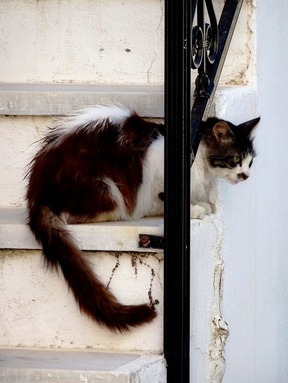 Cat on steps, Tinos