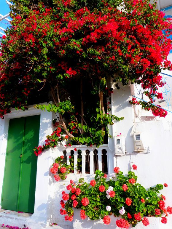 Colorful facade with bougainvillea, Katapola, Amorgos