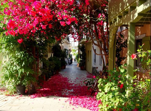 Alley with bougainvilea. Lefkas town
