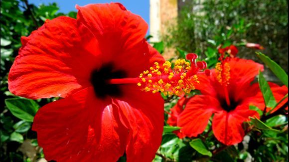 Closeup view of red hibiscus