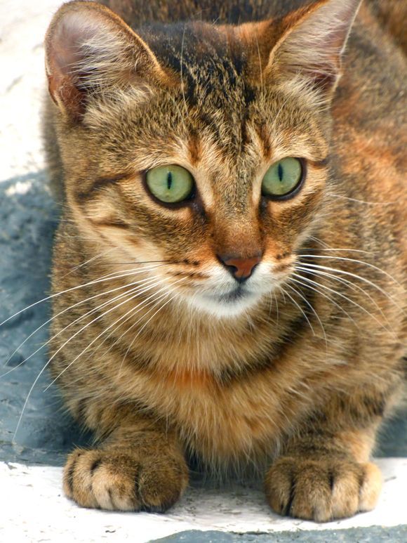 Closeup cat portrait