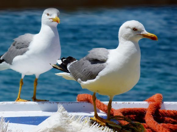 Two seagulls on a boat, Koufonissi island, Cyclades