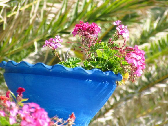 Blue pot with pink geranium