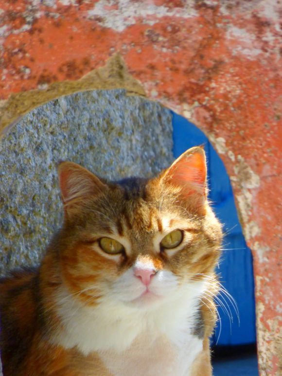 Cat portrait behind colorful arch, Chora