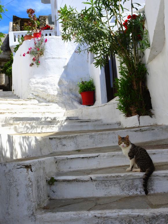 Cat on a traditional stepped alley. Smardakito village