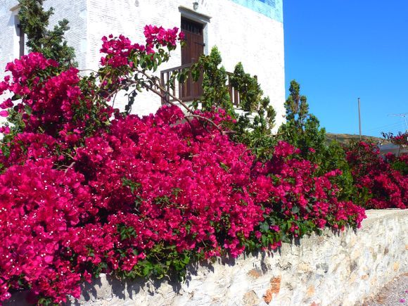House covered with pink bougainvillea, Kini