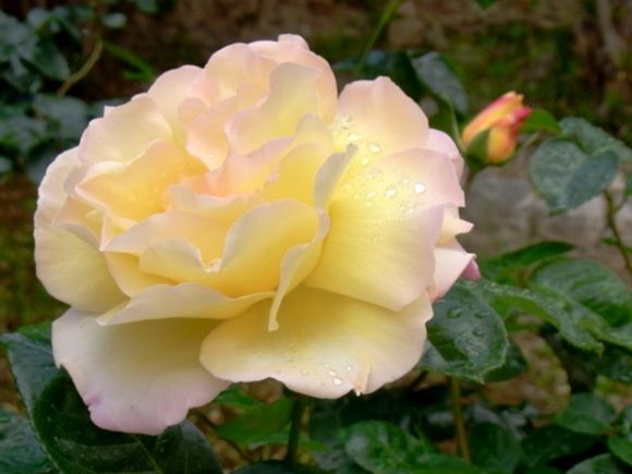 Rose of Mystras
