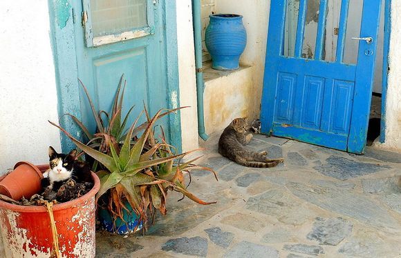 Cozy Cats ... Chora Naxos