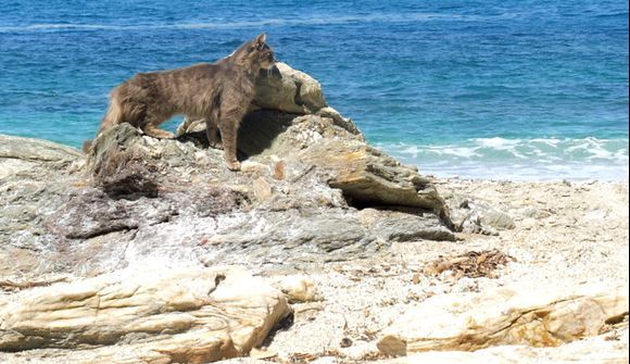 Sea lioness...... ..
Papa Nero beach Pelion
