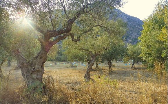 Olive orchard in Lakonia 
touched by the last rays of the sun