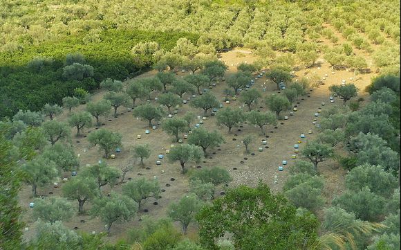 beehouses and olivetrees scaping the land in Lakonia ...