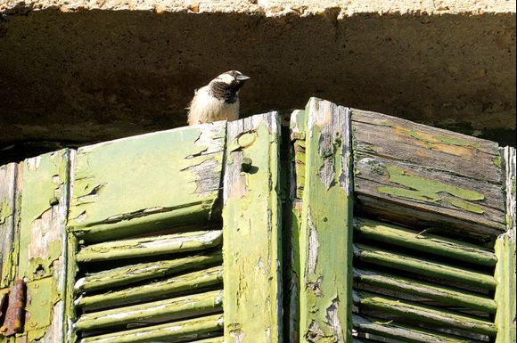 A Birds shelter.....
Astakos town.. west Greece