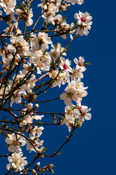 Spring flowers on the  almond trees with a -1 temperature !!