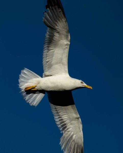 Over my head, in the blue sky, a seagull flies........