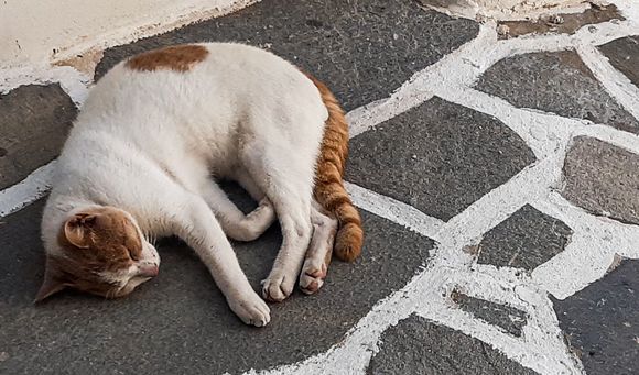 the hard life of the Greek cat in search of peace away from tourists 😀 