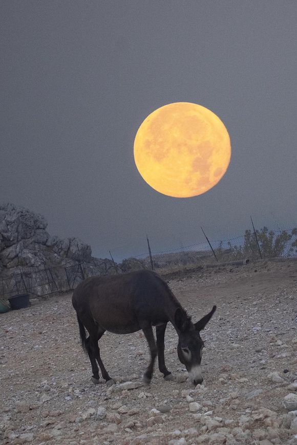 The donkey and the strawberry moon