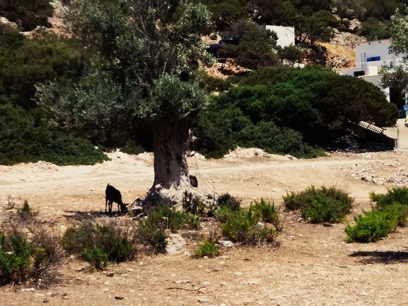 The things that reconcile me with life: silence, scorching heat, white houses and Greek goats under the trees