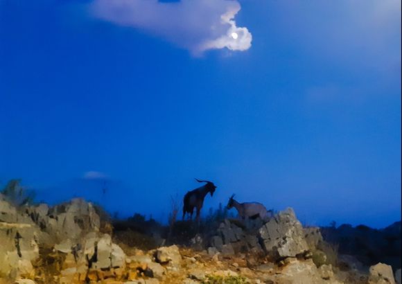 The goats, the rocks and the moon