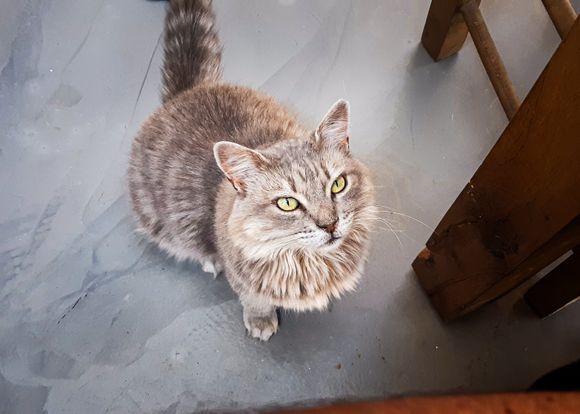Every Greek restaurant has its own cat