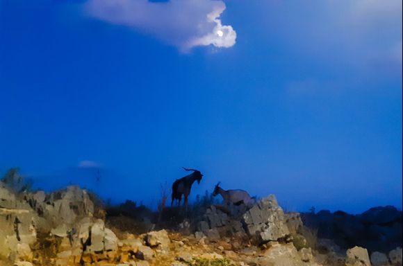 The goats, the moon, the rocks and Greece ...