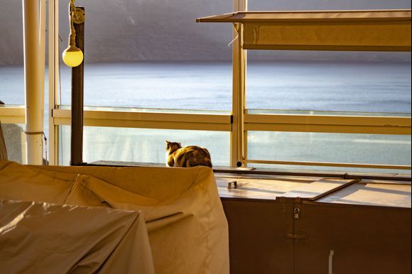 When everyone is still sleeping early in the morning, there is a very romantic cat in some Greek bar watching the sea...
(and it's definitely the cat I never had)
;-) 