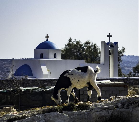 Every time I see a beautiful church in Greece, a little goat comes and ruins my photo  😉 