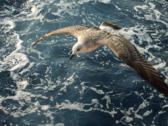 The birds that come to the Thassos ferry are amazing acrobats