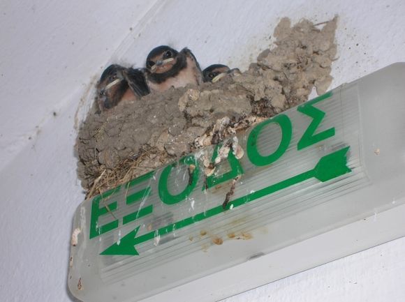 Baby swallows at the hotel in Platanidia