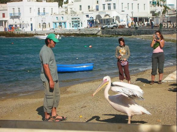 the pelicans -island\'s mascot on mykonos