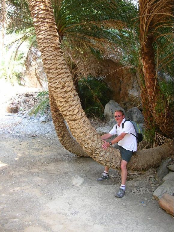 in the palmforest of preveli - crete