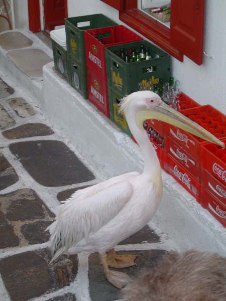 Mykonos would not be Mykonos without his pelicans(the island\'s mascot), walking in the streets, beggging for food or water at the terraces