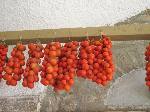 the typical tomatoes of chios