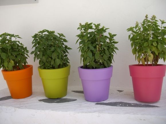 Colourful flower pots for tasteful basil