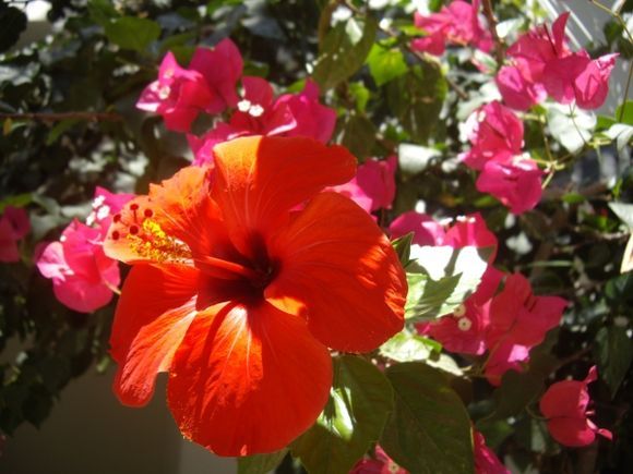 Hibiscus marvel (Santorini)