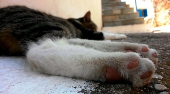I love cats feet!