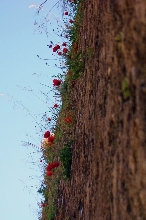 flowers on castle wall
