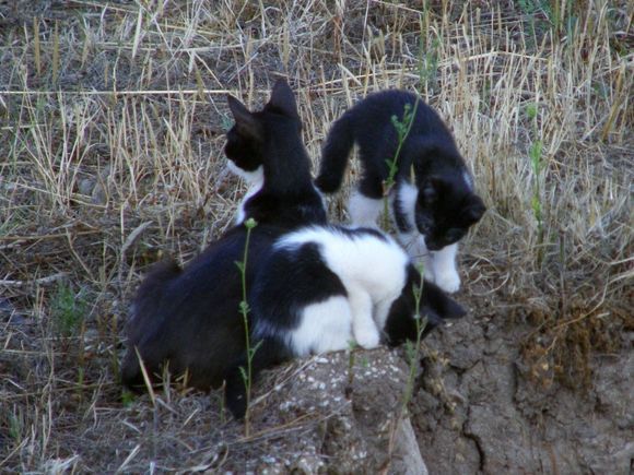 Mama and kitty cats
