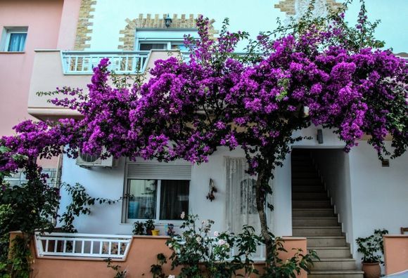 A rhododendron in front of a house. Shooted in Sarti.