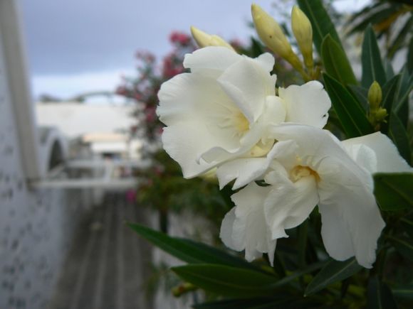 Flower power in Fira