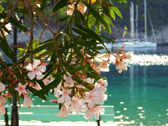 Pink oleander in Assos-Kefalonia