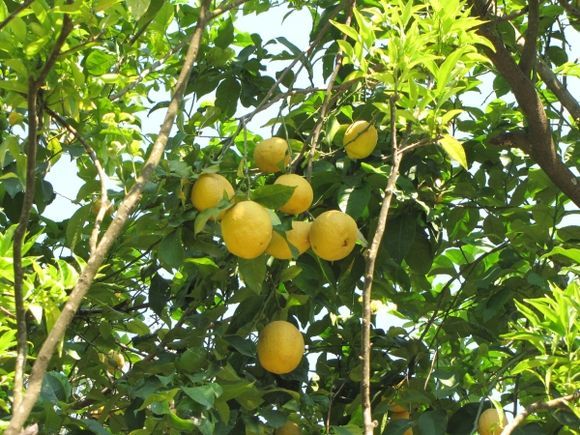 lemon tree!