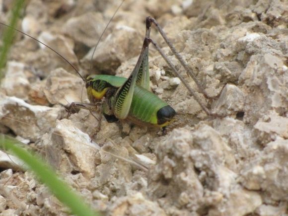 a big grasshoper