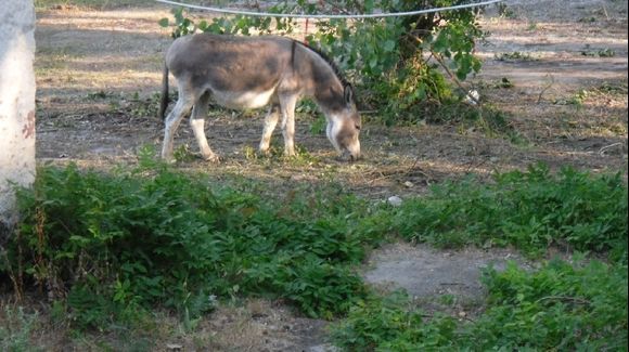 Donkey in old campsite Ipsos.