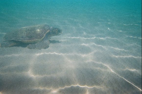 Turtle at Laganas beach