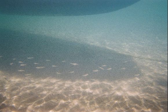 Fish under boat Laganas