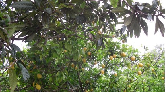 Lemon tree Nidri