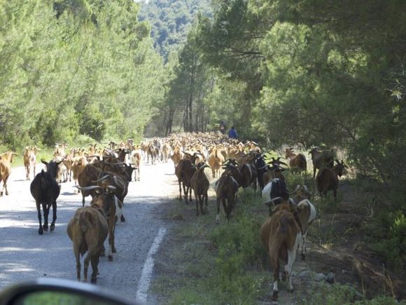 Rush hour in May on Skiathos.