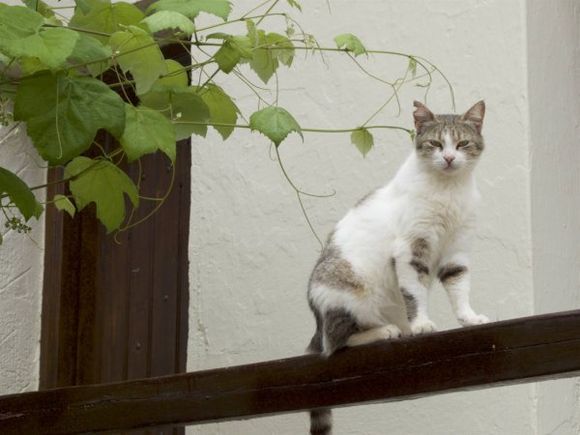 One of the very friendly and well looked after cats at Skiathos Monastery.