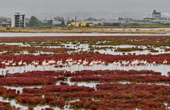Next to the port of Thessaloniki and just a stone’s throw away from the urban fabric of the city, pink flamingos flock to feed on red shrimps